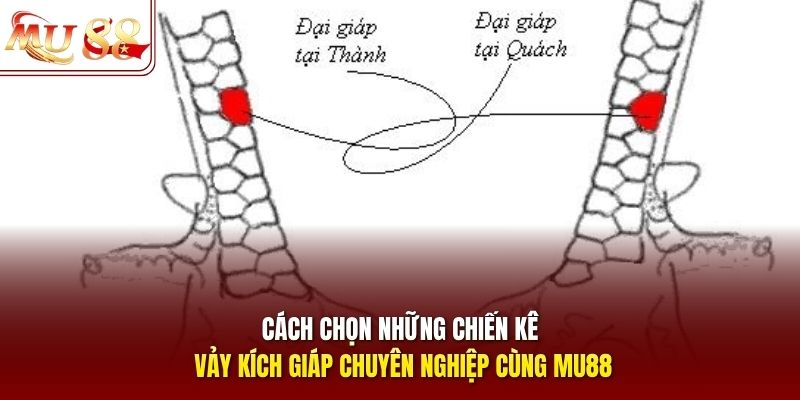 Cách chọn những chiến kê vảy kích giáp chuyên nghiệp cùng Mu88