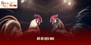 Đá gà cựa dao